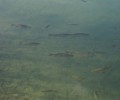 Joshofen Weiher